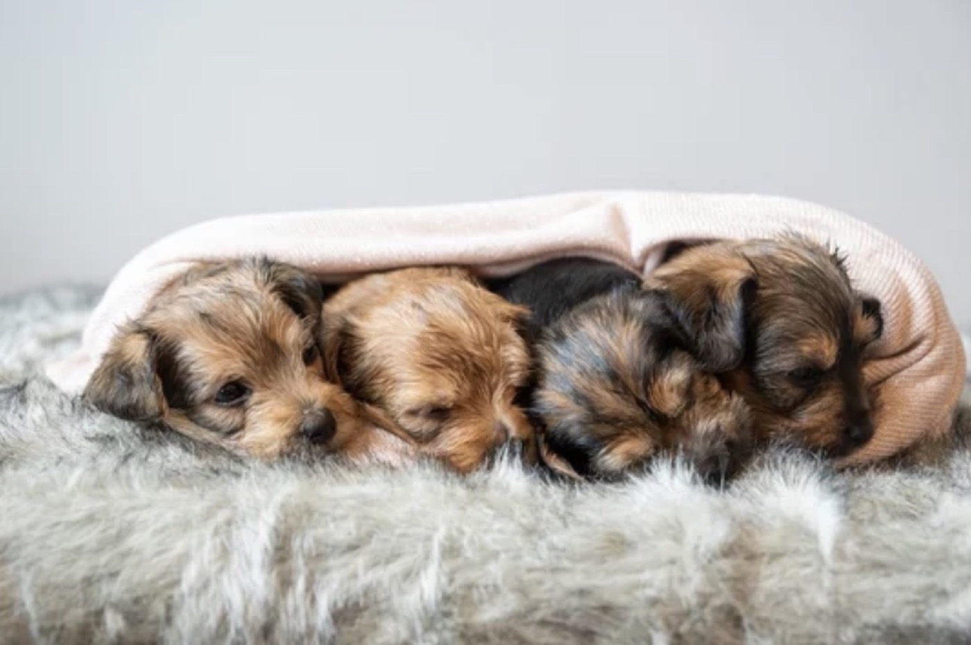 Yorkshire Terrier puppies raised at Yorkies By Design