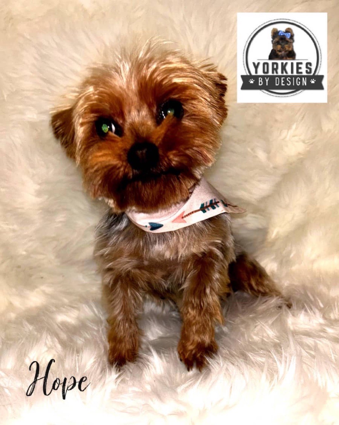 A Yorkshire Terrier bred by Yorkies By Design