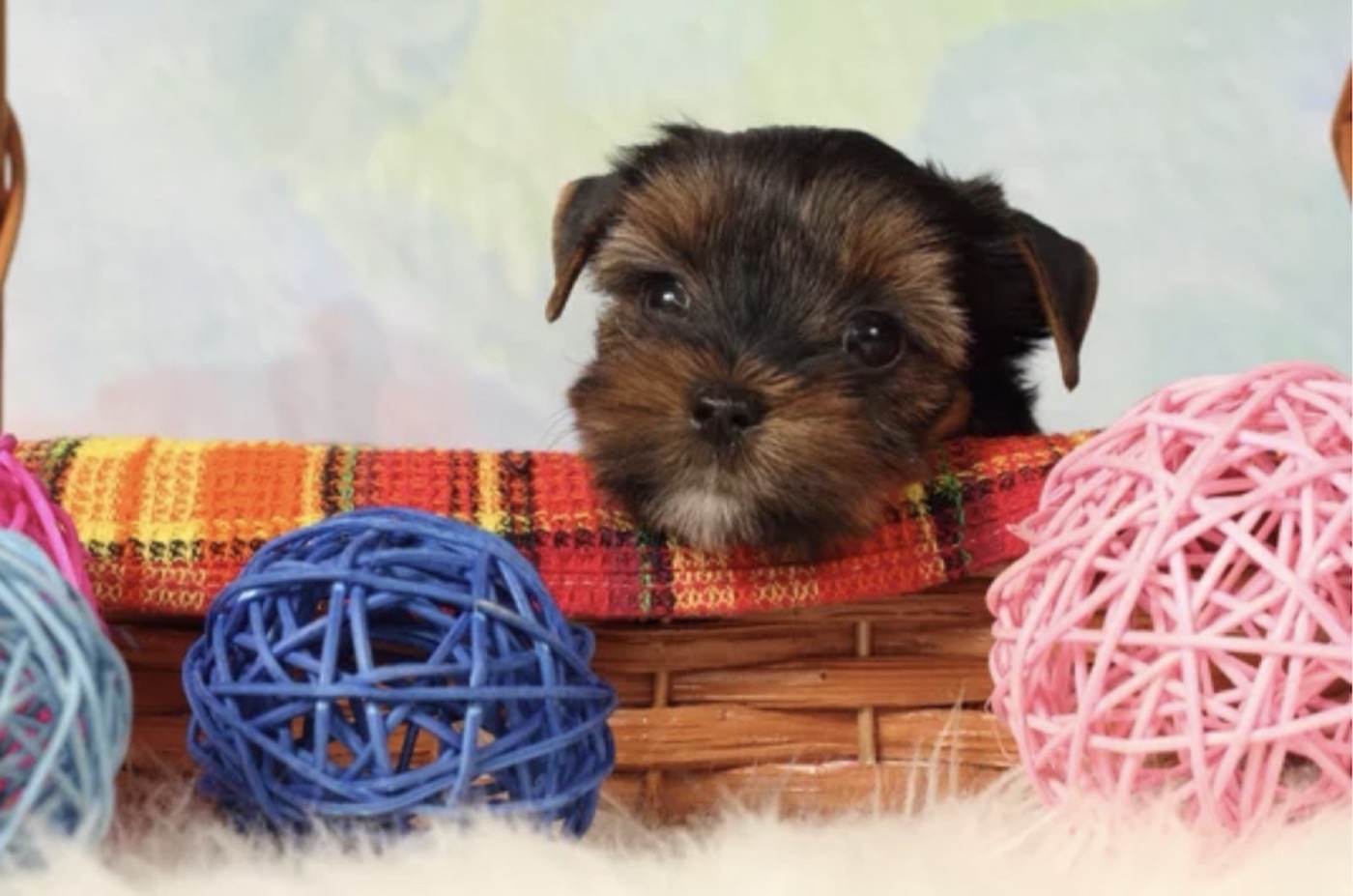 A Yorkshire Terrier puppy raised by Yorkies By Design